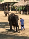 Elephants Char à Bœufs Radeau Bambou